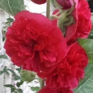 Meet your Posher, Teresa